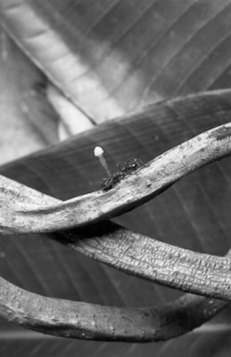  Ever hear an ant cry?